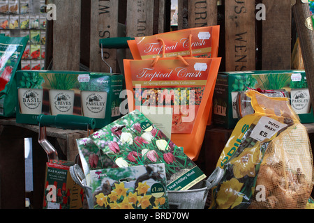 Auswahl der Herbst Birnen auf dem display Stockfoto