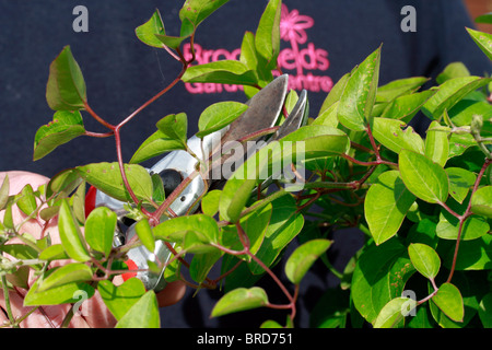 Verwenden Gartenschere zum Schneiden Sie unerwünschte und tot Wachstum. Winter-Jasmin (Jasminum Nudiflorum) Stockfoto