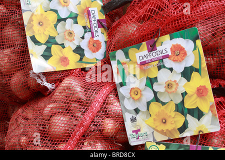 Auswahl von Narzisse und Narzissen Glühbirnen auf gemischte Farbe und große schalenförmige Carlton Stockfoto