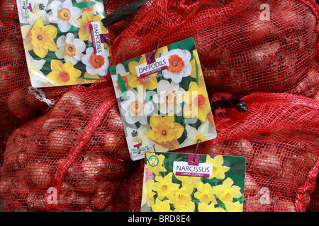 Auswahl von Narzisse und Narzissen Glühbirnen auf gemischte Farbe und große schalenförmige Carlton Stockfoto