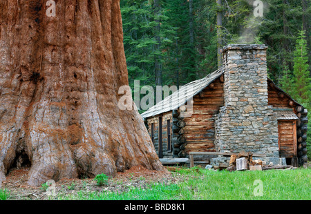 Mariposa Grove Museum mit riesigen Sequoia Redwood-Bäume. Yosemite Nationalpark, Kalifornien Stockfoto