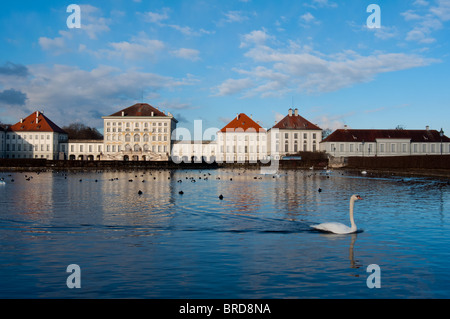 Ein Schwan gesehen auf Schloss Nymphenburg in den frühen Morgenstunden Stockfoto