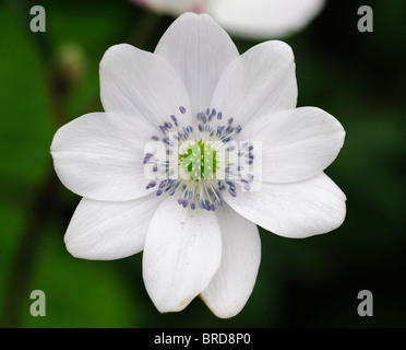 Anemone 'Leveillei' Windflower Edelschwein schalenförmige Blüten mit kontrastierenden lila-blauen Staubblätter krautige Staude Stockfoto