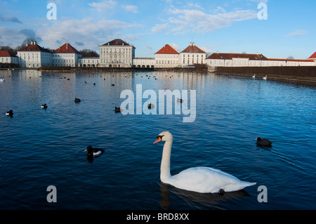 Ein Schwan in den frühen Morgenstunden auf Schloss Nymphenburg in München gesehen. Deutschland Stockfoto