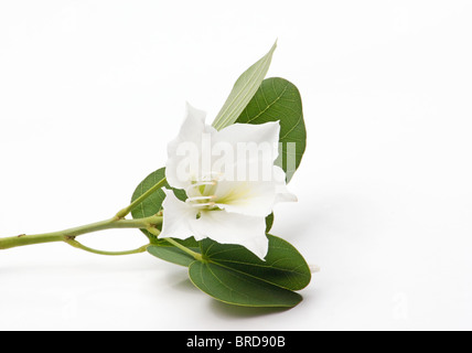 Medizinische Baum Blüte und Knospen Bauhinia Forficata auf weißem Hintergrund Stockfoto