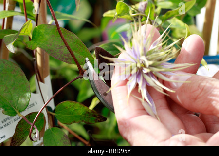 Schneiden unerwünschte Wachstum mit einer Gartenschere, Königin der Kletterpflanzen - Clematis Terniflora, halb immergrüner Kletterer Stockfoto