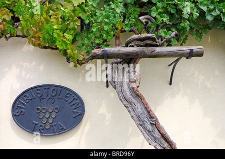 Maribor, Steiermark, Slowenien.  Stara Trta - älteste Weinrebe der Welt. Über 400 Jahre alt Stockfoto