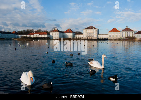 Schwäne im Schloss Nymphenburg in den frühen Morgenstunden zu sehen. München. Deutschland. Stockfoto