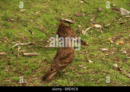 Chimango Caracara, [Milvano Chimango] Ushuaia, Feuerland, Argentinien Stockfoto