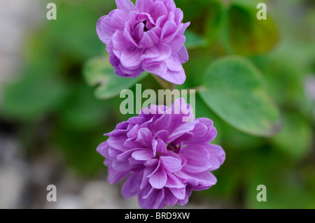 Anemonella Thalictroides Oscar Schoaf rosa Double Rue Anemone Rosea Flore pene Stockfoto