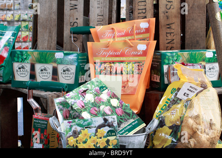 Auswahl der Herbst Birnen auf dem display Stockfoto