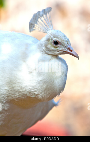 Seitenansicht der weiße Pfau Stockfoto