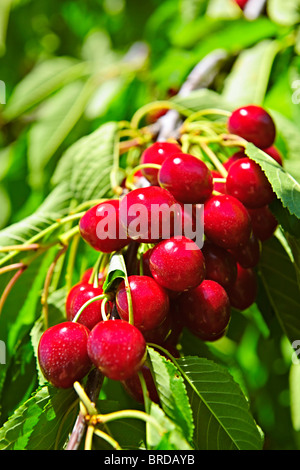 Reihe von frischen Kirschen wachsen auf Kirschbaum Stockfoto