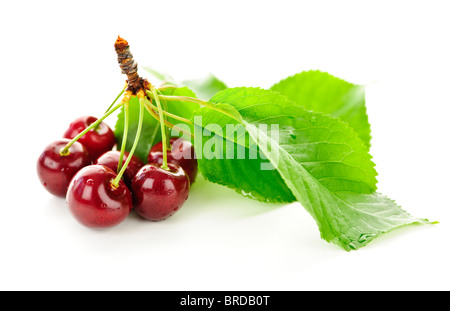 Reihe von frischen Kirschen mit Blättern auf weißem Hintergrund Stockfoto