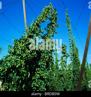 Strisselspalt Hop Plantage, Elsass, Frankreich Stockfoto