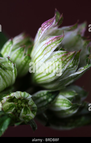Astrantia große große Sterndolde blass weiße Blume Vene Closeup close-up Detail Makro Var Variante Sorte Stockfoto