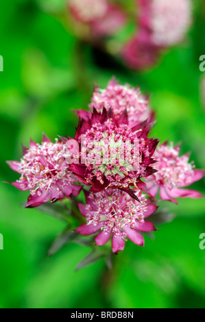 Astrantia große Hadspen blutroten Form Closeup Nahaufnahme Detail Makro Var Variante Sorte verschwommen grüne Hintergrund weichzeichnen Stockfoto