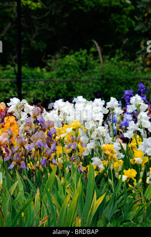 Hohen Bartiris Iris Blumenbeet Blumen blühen blühen mehrere Multi viele verschiedenen Farben Farben Stockfoto