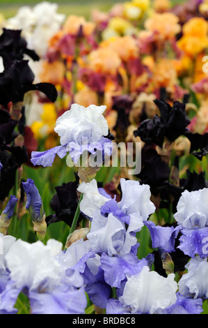 Hohen Bartiris Iris Blumenbeet Blumen blühen blühen mehrere Multi viele verschiedenen Farben Farben Stockfoto