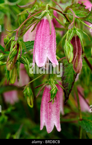 Campanula Takesimana Elizabeth Glockenblume rosa Blüten Glocke geformt krautige mehrjährige koreanische Glockenblume Stockfoto