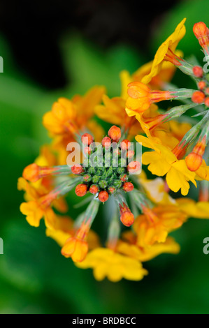 Primula Bulleyana gelb orange Kandelaber Trommelstock Variante Arten hautnah sp Primel Stockfoto