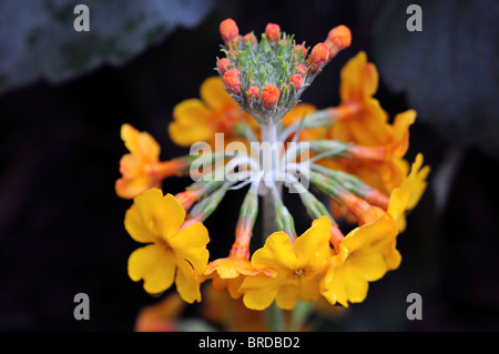 Primula Bulleyana gelb orange Kandelaber Trommelstock Variante Arten hautnah sp Primel Stockfoto