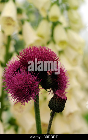 Cirsium Rivulare Atropurpureum Brook Distel ornamentalen Tiefe purpurrote Farbe Farbe Clower Blüte lebten lange blühende Staude Stockfoto