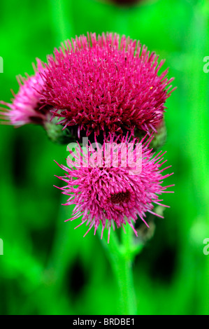 Cirsium Rivulare Atropurpureum Brook Distel ornamentalen Tiefe purpurrote Farbe Farbe Clower Blüte lebten lange blühende Staude Stockfoto