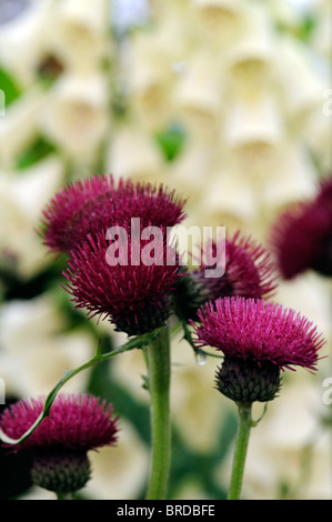 Cirsium Rivulare Atropurpureum Brook Distel ornamentalen Tiefe purpurrote Farbe Farbe Clower Blüte lebten lange blühende Staude Stockfoto