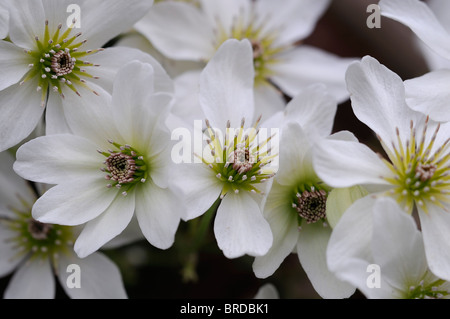 Clematis Cartmanii Sensation Pure weiße Vorfrühling blühenden Clematis Immergrün Stockfoto