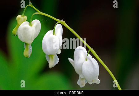 Lamprocapnos weißes Tränendes Herz Dicentra Spectabilis Alba Blüte Schatten Wald Herz Form geformte Blumen Frühlingsblume Stockfoto