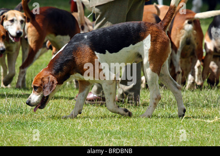 Foxhound - Pack bei einer Land-show Stockfoto