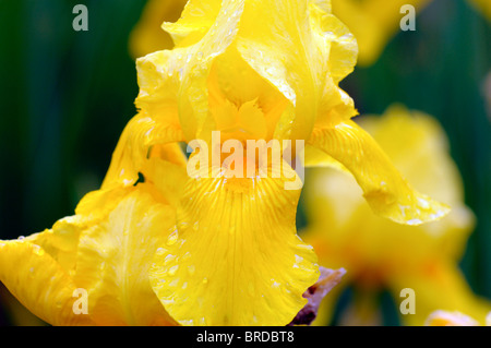 Iris goldener Sonnenaufgang Bartiris Germanica deutsche Iris Rhizomatous gelbe Farbe Farbe Blüte Blume Blüte Stockfoto