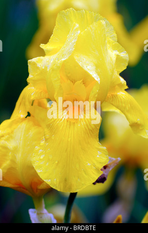 Iris goldener Sonnenaufgang Bartiris Germanica deutsche Iris Rhizomatous gelbe Farbe Farbe Blüte Blume Blüte Stockfoto