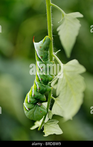 Tabak Hornworm Fütterung auf Tomatenpflanze im mittleren Westen Garten Stockfoto