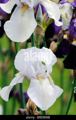 Iris weiße Stadt Bartiris Germanica deutsche Iris Rhizomatous weiße Farbe Farbe Blüte Blume Blüte Stockfoto