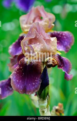 Iris-Krieg und Frieden Bartiris Germanica deutsche Iris Seerosengewächse Rost lila Farbe Farbe Blüte Blume Blüte Stockfoto