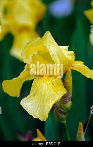 Iris golden Planet Bartiris Germanica deutsche Iris Seerosengewächse Zitronengelb Gold Farbe Farbe Blüte Blume Blüte Stockfoto