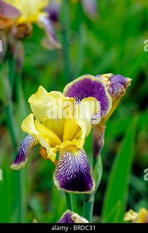 Iris Nibelungen Bartiris Germanica deutsche Iris Seerosengewächse blass gelb lila Spitzen Spitze Farbe Farbe Blüte Blume Blüte Stockfoto