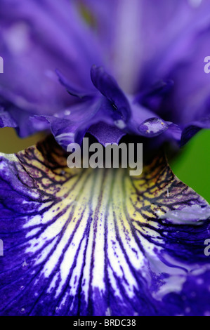 Iris Sibirica Perrys sibirische blaue Farbe Blüte Blume Blüte Stockfoto