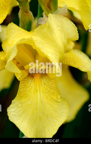 Iris golden Planet Bartiris Germanica deutsche Iris Seerosengewächse Zitronengelb Gold Farbe Farbe Blüte Blume Blüte Stockfoto