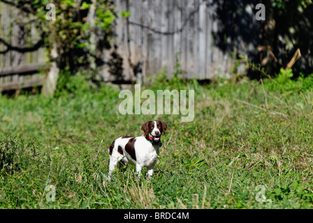 Bretagne steht im Bereich vor der alten Scheune in Harrison County, Indiana Stockfoto