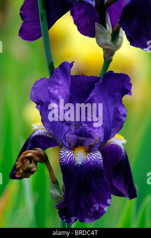 Iris Pionier Bartiris Germanica deutsche Iris Seerosengewächse dunkel lila blau Farbe Blüte Blume Blüte Stockfoto