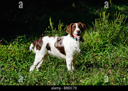 Bretagne im Feld im Harrison County, Indiana Stockfoto