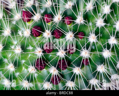 Nadelkissen Kaktus Mammillaria Arten Var sp Ring beringt kleine zarte rosa Blume Blüte Blüte Blumen Stockfoto