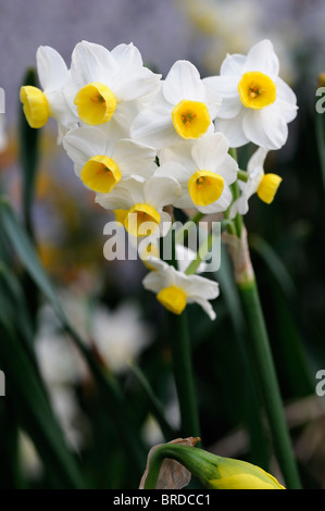 Narzisse Minnow Narzissen weiße Blume Blütenhülle mit gelben Tasse Stockfoto