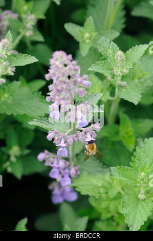 Nepeta sechs Hügel riesigen Katzenminze Katzenminze, die Violet blue Spike Blüte Blüte Farbe Blütenfarbe Duft parfümiert Stockfoto