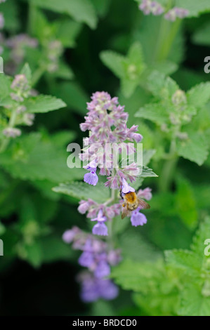 Nepeta sechs Hügel riesigen Katzenminze Katzenminze, die Violet blue Spike Blüte Blüte Farbe Blütenfarbe Duft parfümiert Stockfoto