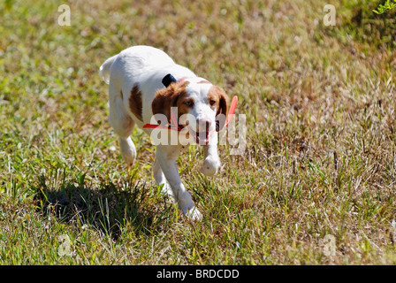 Bretagne, ausgeführt durch Feld im Harrison County, Indiana Stockfoto