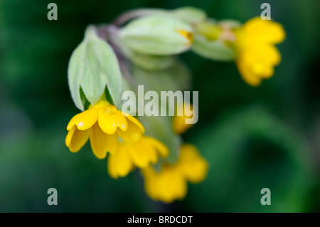 Primula Veris Schlüsselblume gelbe Variante verschiedene Arten sp hautnah Stockfoto